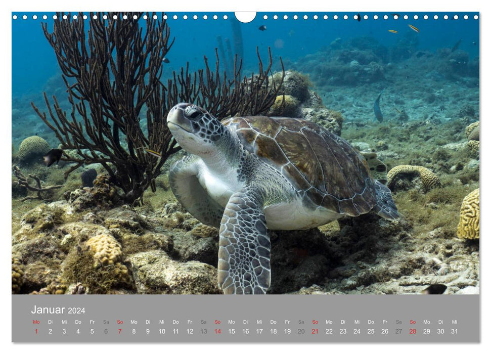 Tortues marines des Caraïbes (Calendrier mural CALVENDO 2024) 