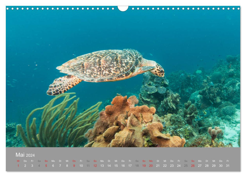 Meeresschildkröten der Karibik (CALVENDO Wandkalender 2024)