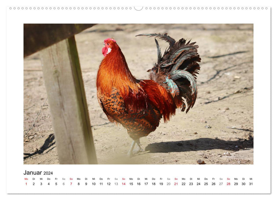 Qui ricane et bavarde ? Avec des canards et des poules tout au long de l'année (calendrier mural CALVENDO 2024) 