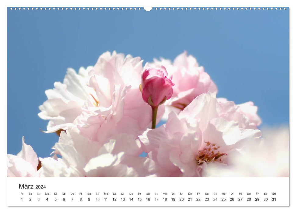Kirschblütentraum (CALVENDO Wandkalender 2024)