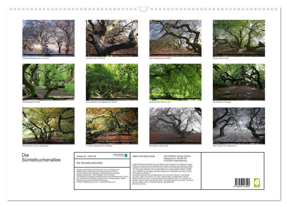 Die Süntelbuchenallee (CALVENDO Wandkalender 2024)