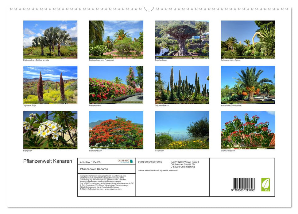 Pflanzenwelt Kanaren (CALVENDO Premium Wandkalender 2024)