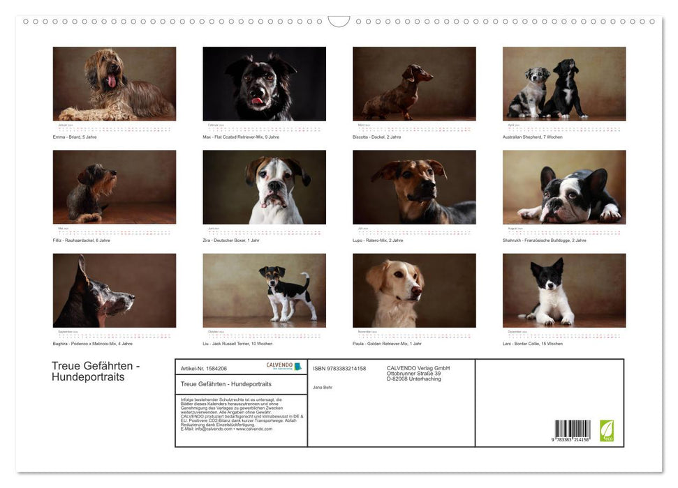 Treue Gefährten - Hundeportraits (CALVENDO Wandkalender 2024)