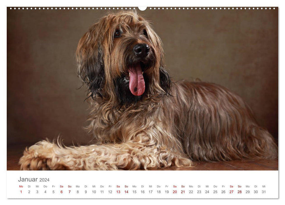 Treue Gefährten - Hundeportraits (CALVENDO Wandkalender 2024)