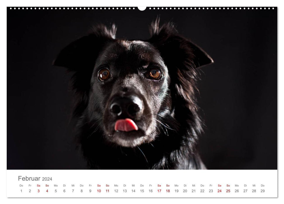 Treue Gefährten - Hundeportraits (CALVENDO Wandkalender 2024)