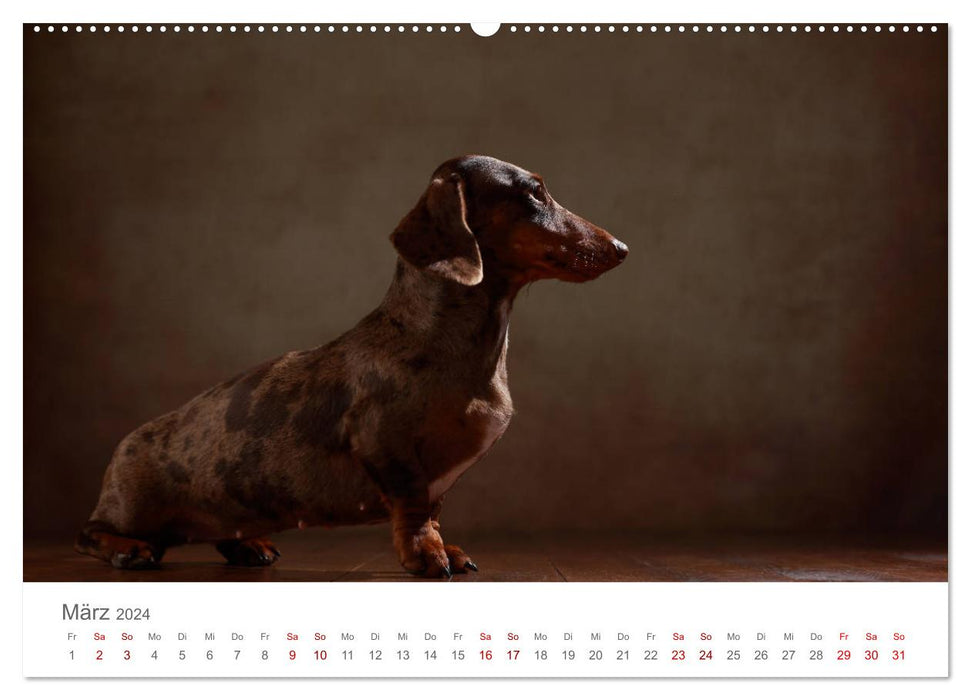 Treue Gefährten - Hundeportraits (CALVENDO Wandkalender 2024)