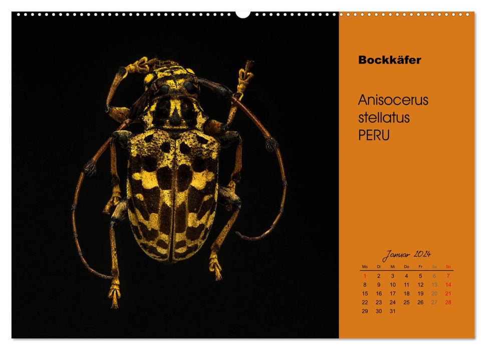 Tropische Käfer (CALVENDO Wandkalender 2024)