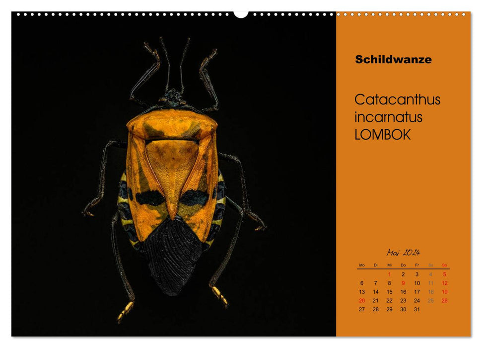 Tropische Käfer (CALVENDO Wandkalender 2024)