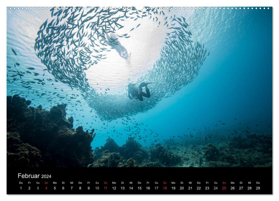 Tanz der Fische (CALVENDO Wandkalender 2024)