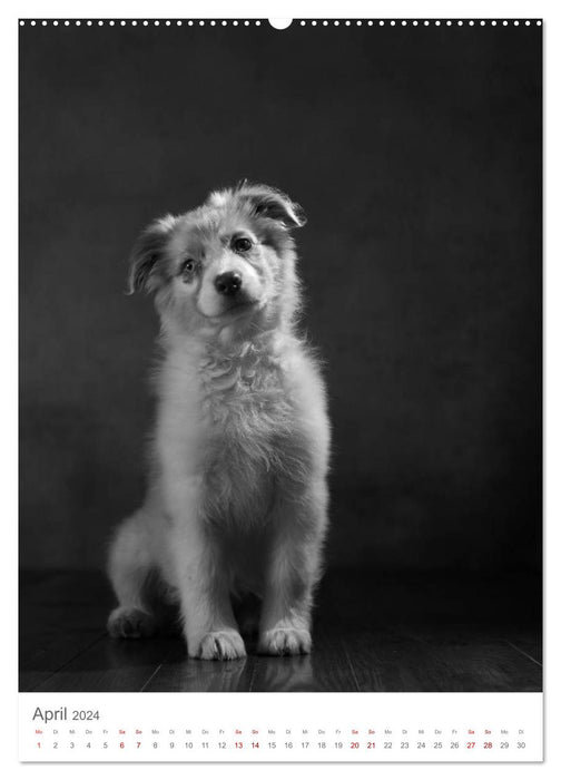 Fine Art Hundeportraits (CALVENDO Premium Wandkalender 2024)