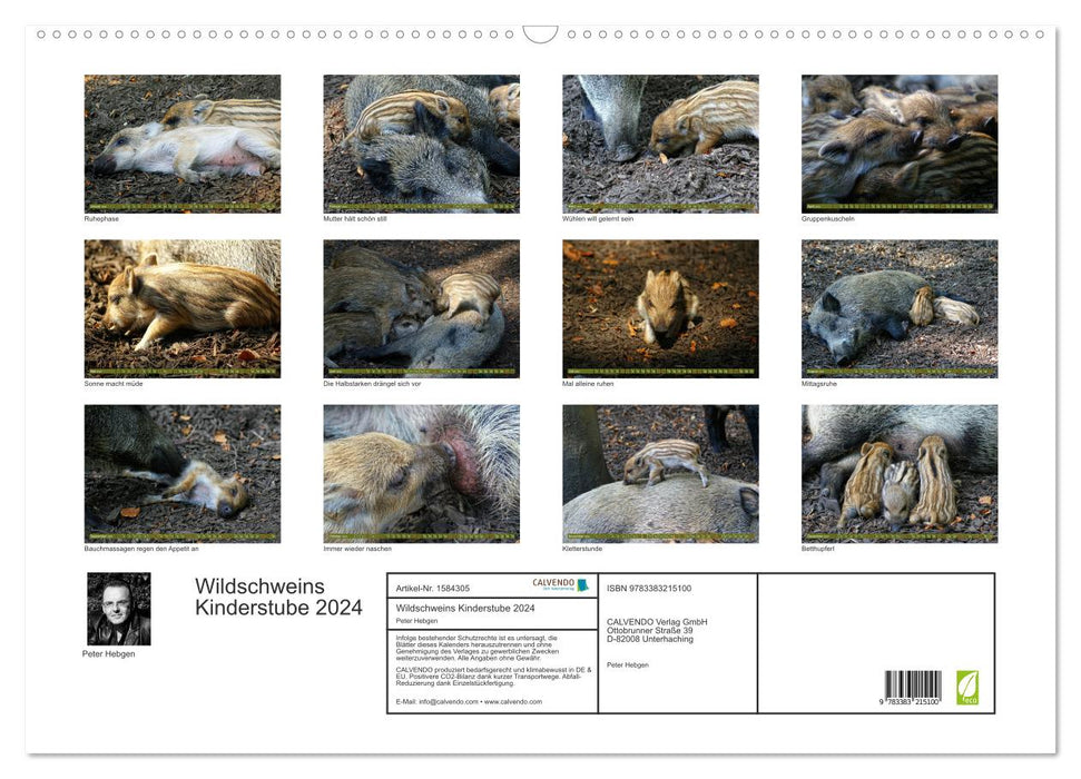 Wildschweins Kinderstube - Freche Frischlinge (CALVENDO Wandkalender 2024)