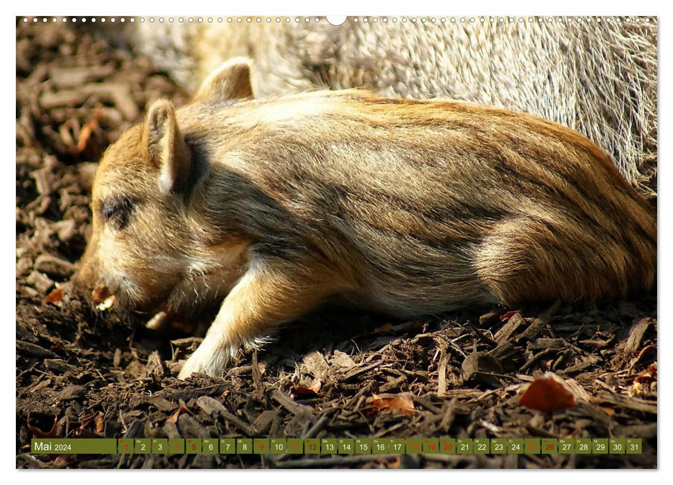 Wildschweins Kinderstube - Freche Frischlinge (CALVENDO Wandkalender 2024)