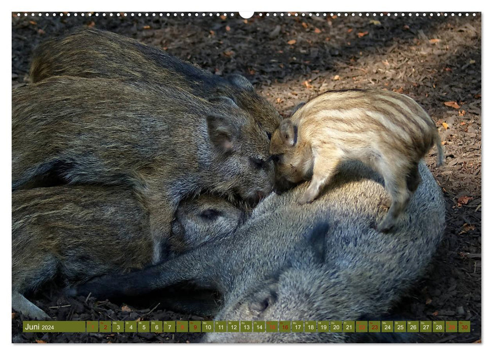 Wildschweins Kinderstube - Freche Frischlinge (CALVENDO Wandkalender 2024)