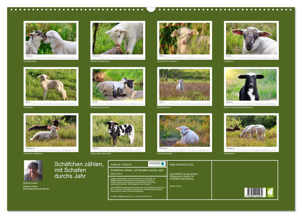 Counting sheep - With sheep through the year (CALVENDO wall calendar 2024) 