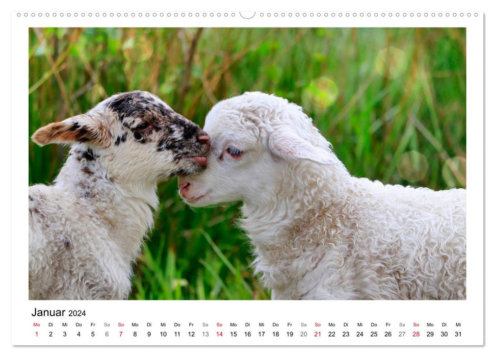 Compter les moutons - Avec les moutons tout au long de l'année (Calendrier mural CALVENDO 2024) 