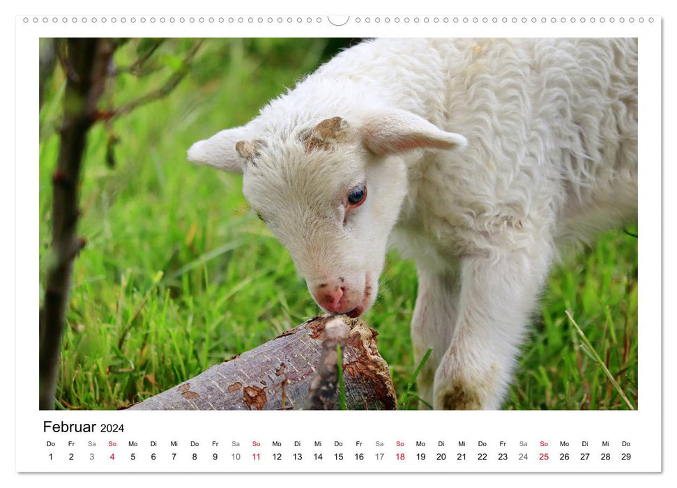 Schäfchen zählen - Mit Schafen durchs Jahr (CALVENDO Wandkalender 2024)