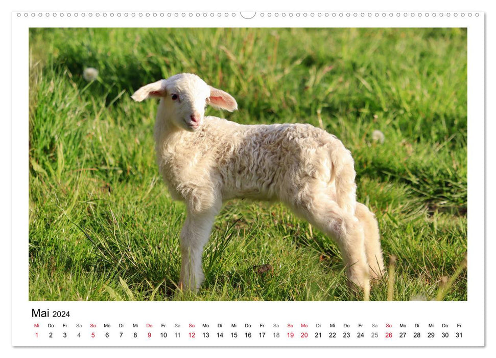 Compter les moutons - Avec les moutons tout au long de l'année (Calendrier mural CALVENDO 2024) 