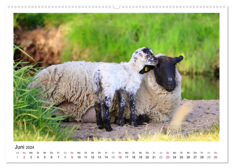 Schäfchen zählen - Mit Schafen durchs Jahr (CALVENDO Wandkalender 2024)