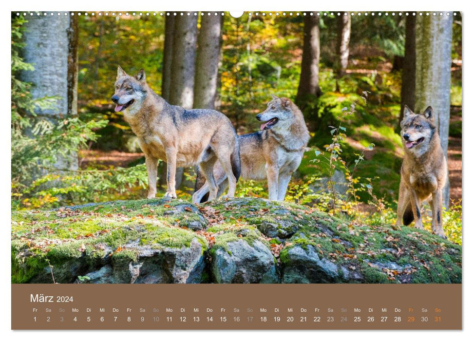 DER WOLF - faszinierend und gefährlich (CALVENDO Premium Wandkalender 2024)