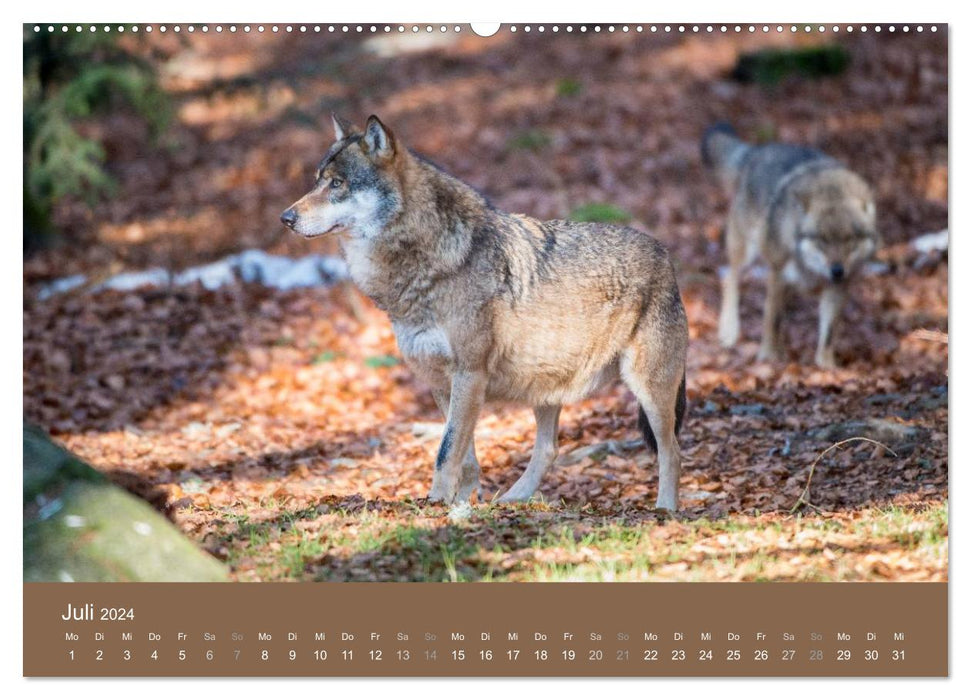 DER WOLF - faszinierend und gefährlich (CALVENDO Premium Wandkalender 2024)