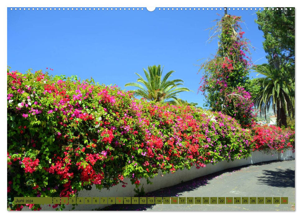 Plant world Canary Islands (CALVENDO wall calendar 2024) 