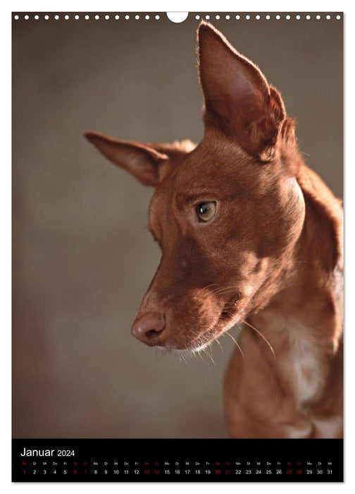 Moments silencieux - Le côté sensible des chiens (Calendrier mural CALVENDO 2024) 