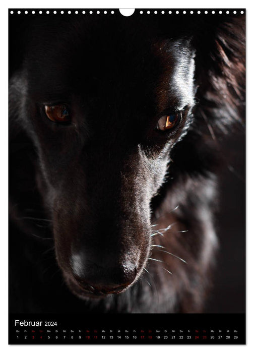 Silent moments - The sensitive side of dogs (CALVENDO wall calendar 2024) 