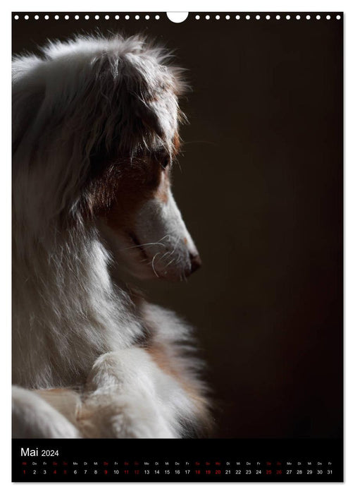 Silent moments - The sensitive side of dogs (CALVENDO wall calendar 2024) 