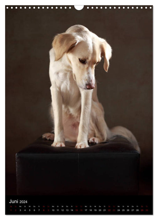 Silent moments - The sensitive side of dogs (CALVENDO wall calendar 2024) 