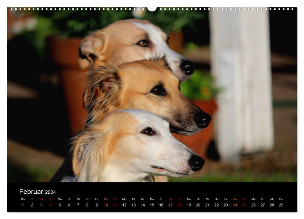 Le Silken Windsprite - un chien d'âme (Calvendo Premium Wall Calendar 2024) 