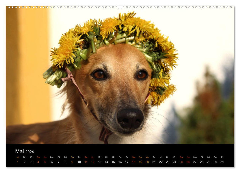 Le Silken Windsprite - un chien d'âme (Calvendo Premium Wall Calendar 2024) 