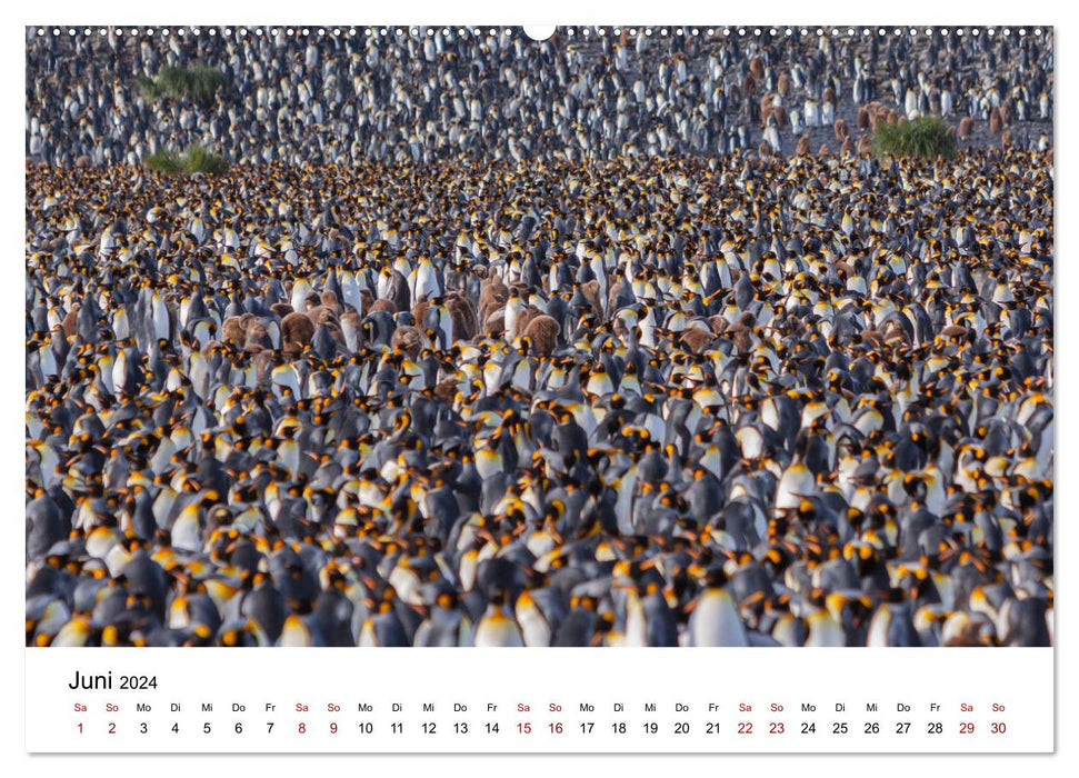 Manchots royaux - visite de la Géorgie du Sud (Calvendo Premium Wall Calendar 2024) 