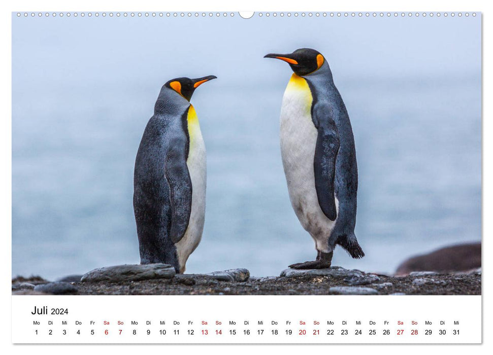 Manchots royaux - visite de la Géorgie du Sud (Calvendo Premium Wall Calendar 2024) 