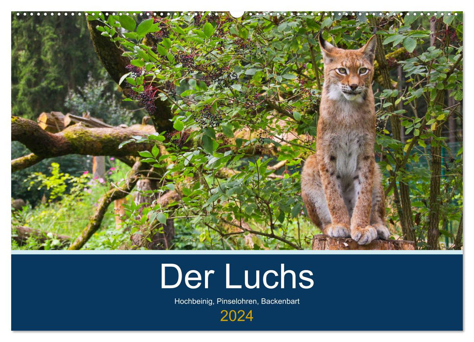 Der Luchs - Hochbeinig, Pinselohren, Backenbart (CALVENDO Wandkalender 2024)