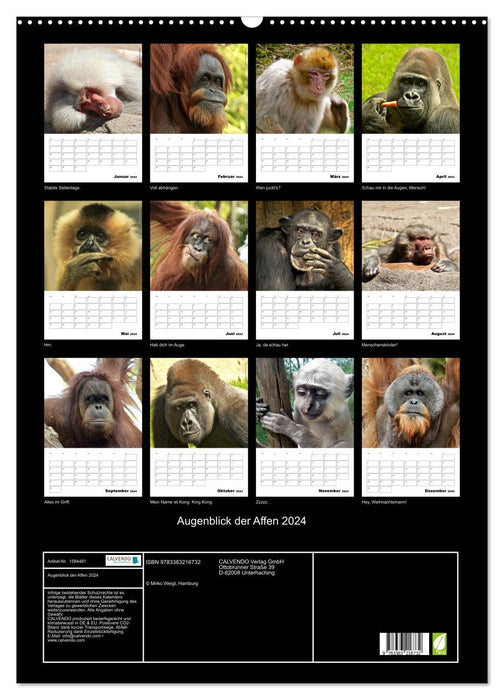 Augenblick der Affen 2024 (CALVENDO Wandkalender 2024)