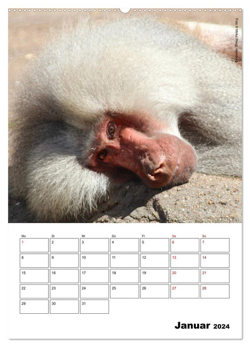 Moment of the Monkeys 2024 (CALVENDO Wall Calendar 2024) 