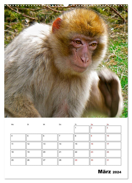 Le Moment des Singes 2024 (Calendrier mural CALVENDO 2024) 