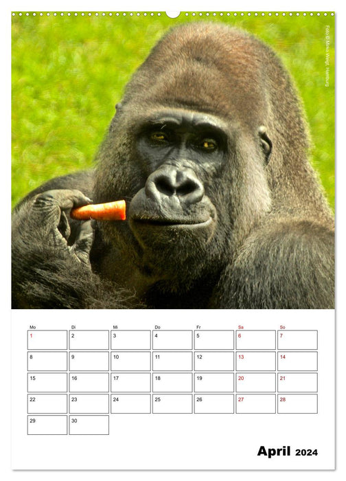 Moment of the Monkeys 2024 (CALVENDO Wall Calendar 2024) 