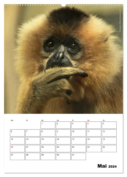 Le Moment des Singes 2024 (Calendrier mural CALVENDO 2024) 