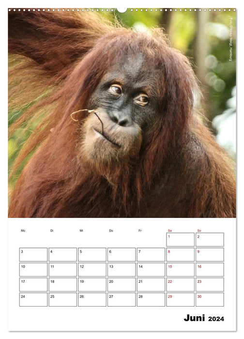 Moment of the Monkeys 2024 (CALVENDO Wall Calendar 2024) 