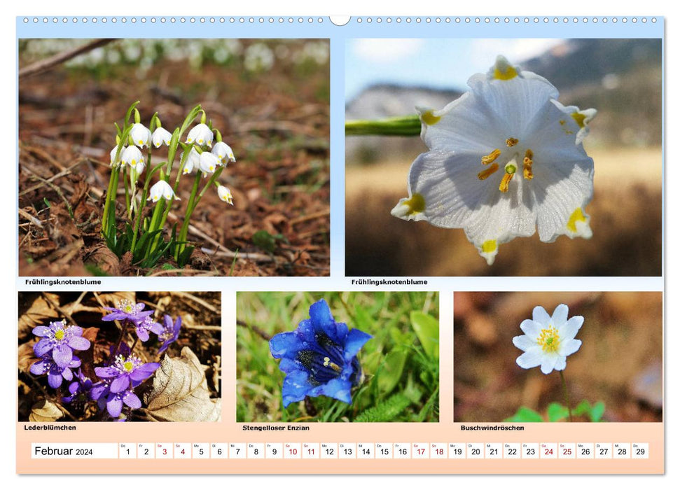 Alpiner Blütenzauber (CALVENDO Premium Wandkalender 2024)