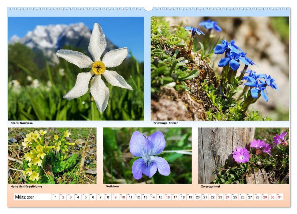 Alpiner Blütenzauber (CALVENDO Premium Wandkalender 2024)