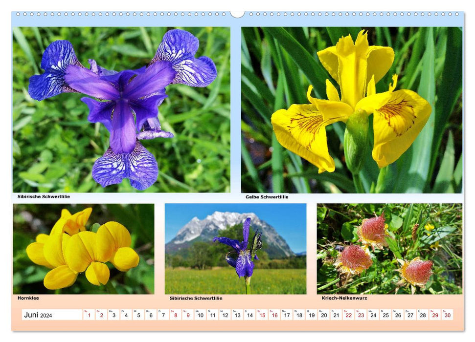 Alpiner Blütenzauber (CALVENDO Premium Wandkalender 2024)