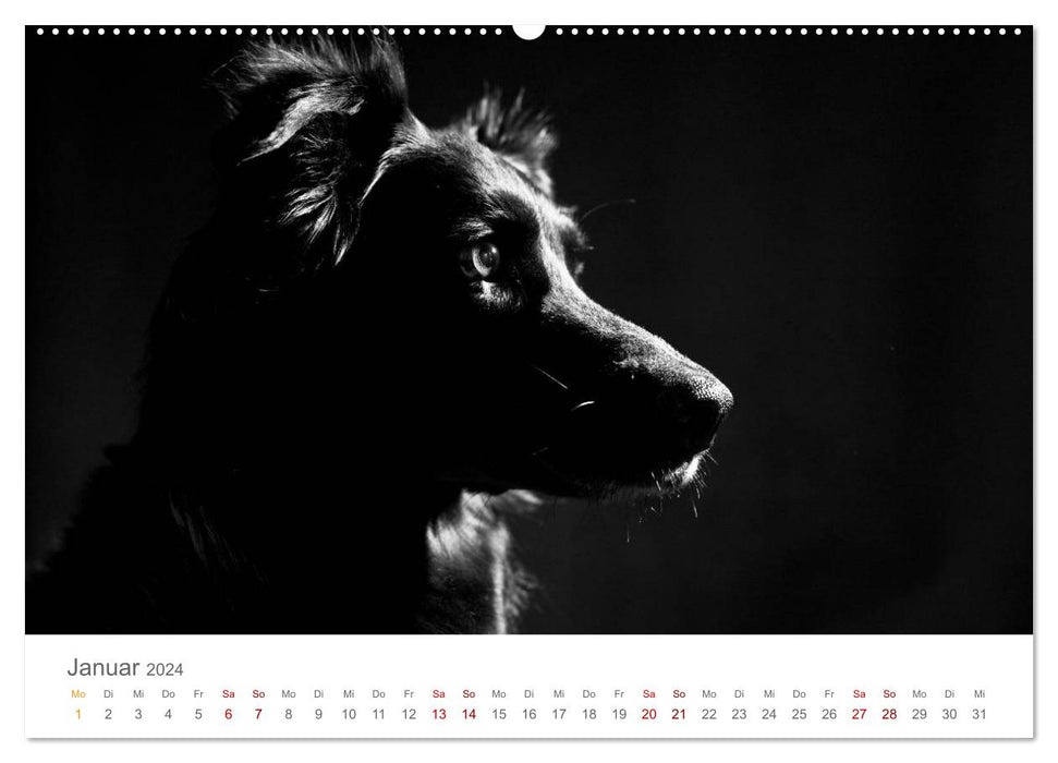 Dog Portraits Fine Art (CALVENDO Premium Wall Calendar 2024) 