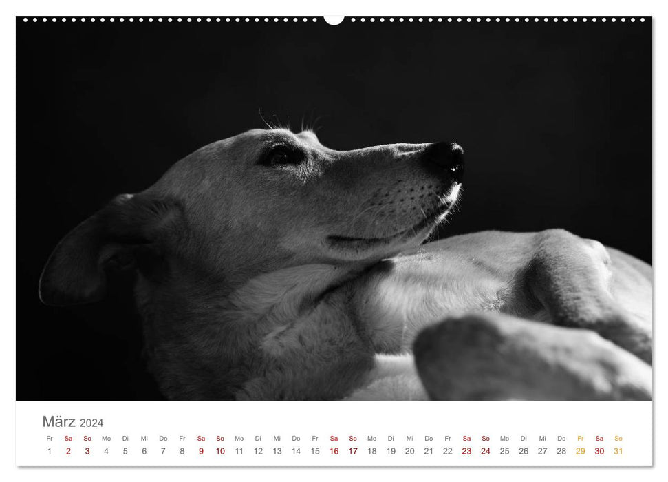 Hundeportraits Fine Art (CALVENDO Premium Wandkalender 2024)