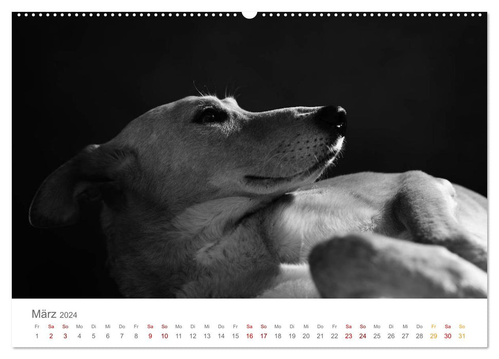 Dog Portraits Fine Art (CALVENDO Premium Wall Calendar 2024) 