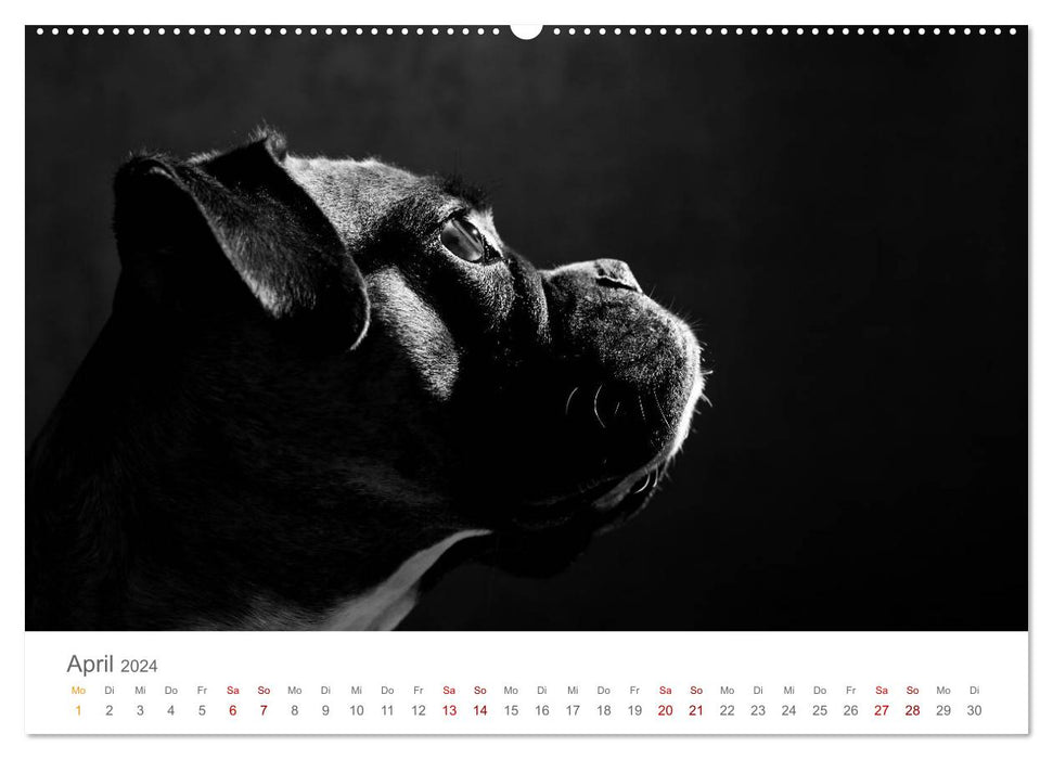 Dog Portraits Fine Art (CALVENDO Premium Wall Calendar 2024) 