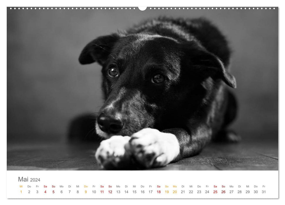 Hundeportraits Fine Art (CALVENDO Premium Wandkalender 2024)