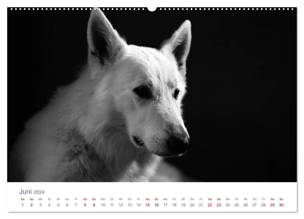 Dog Portraits Fine Art (CALVENDO Premium Wall Calendar 2024) 