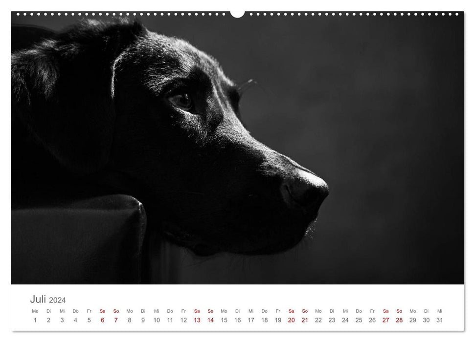 Portraits de chiens Fine Art (Calendrier mural CALVENDO Premium 2024) 